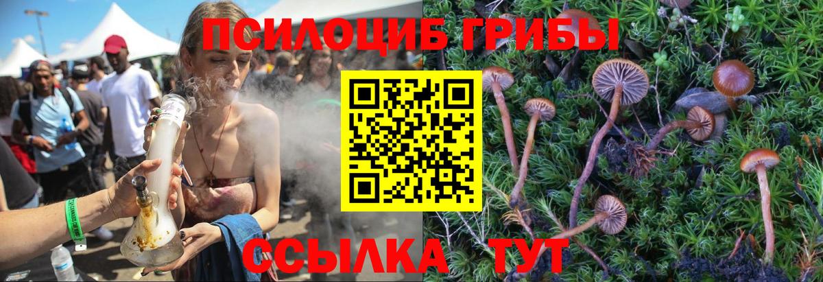 Карасук  Галлюциногенные грибы Cubensis  Вход с VPN 